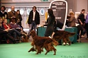 Crufts2011 851